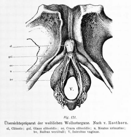 Organes voluptueux feminins